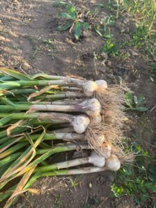 Přečtete si více ze článku Podpořte spolek Dokkálfar – prodej domácího česneku ze Šumic